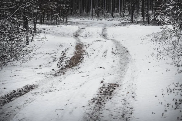 松林の冬道 — ストック写真