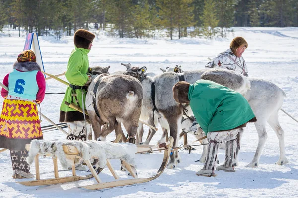 Russkinskaya, Russie - 24 mars 2018 : Les Khanty en vêtements sibériens nationaux préparent les rennes à l'arrivée, en hiver sur la place principale de la ville. Compétitions pour monter un cerf. Vacances — Photo