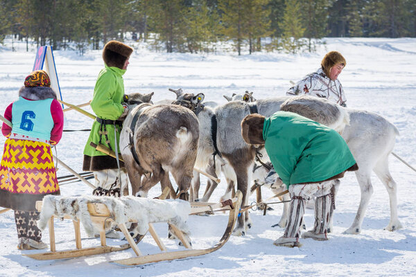 Russkinskaya, Russia - 24 March 2018: Khanty people in national Siberian clothes prepare the reindeer for the arrival, in winter on the main square of the city. Competitions for riding a deer. Holiday