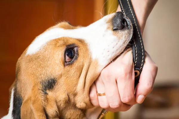 Small hunting dog bites the owners hand