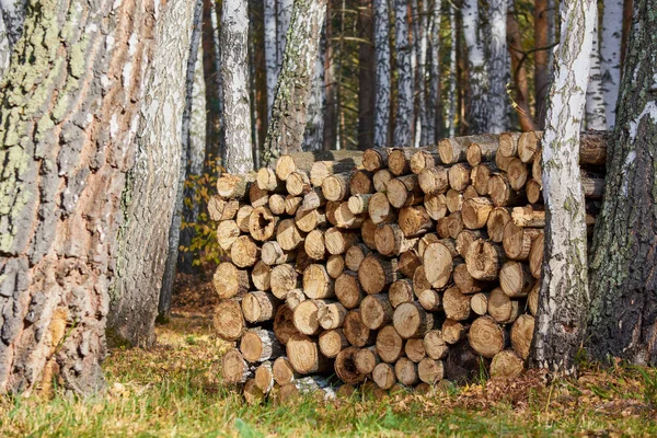 Firewood for winter in forest. — Stock Photo, Image