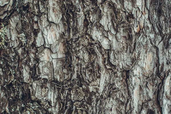 Casca de pinheiro - fundo — Fotografia de Stock