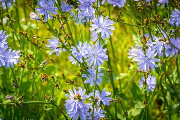 Piękne Kwiaty Natury Parku Słoneczny Dzień — Zdjęcie stockowe