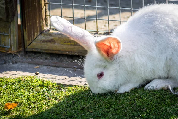 Piccolo coniglio bianco — Foto Stock