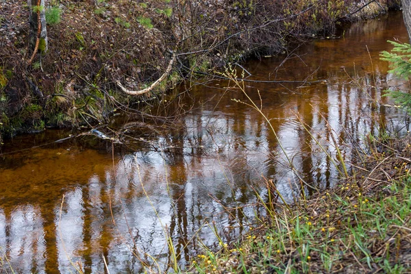 Arroyo Bosque Entre Los Árboles — Foto de Stock