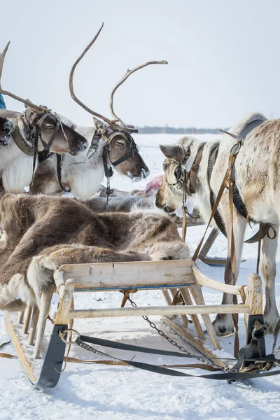 Sibiriska renar i sele bredvid päls slädar på vinterkvarn. — Stockfoto