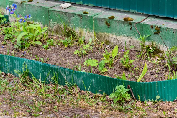 Blomsterseng Farger Utendørs – stockfoto