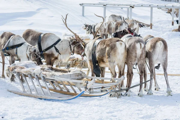 在西伯利亚的冬令营上用木制雪橇驾驭的驯鹿. — 图库照片