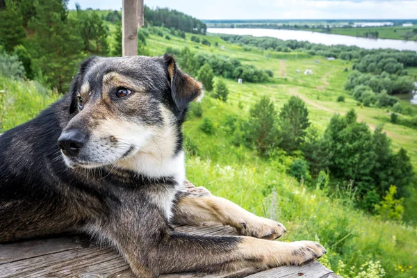 Красива Собака Лежить Дерев Яній Драбині Дивиться Відстань — стокове фото