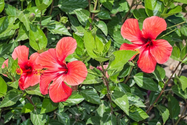 Yeşil çim arka planda bahçede büyük yaprakları ile büyük kırmızı çiçekler