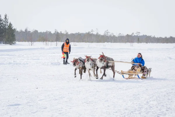 Russkinskaya, Russie - 24 mars 2018 : Noble renne avec harnais en cuir conduit homme kanty sur des traîneaux en bois dans la neige. Compétition pour le chevreuil. Vacances de l'éleveur de rennes . — Photo