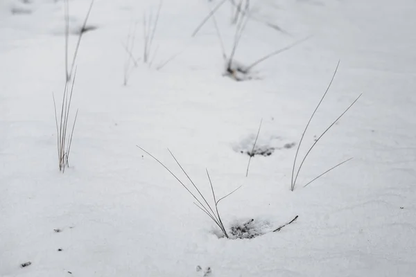 Dog\'s traces on the white snow in the winter forest.