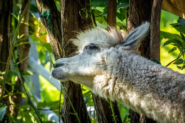 Hermoso Lama come árboles verdes — Foto de Stock