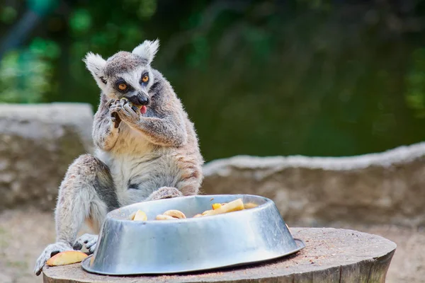 Lémur Joven Peludo Comiendo Tazón Zoológico — Foto de Stock