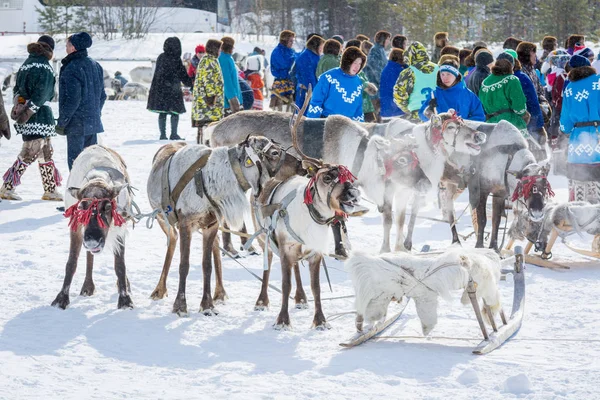 Russkinskaya, Russie - 24 mars 2018 : Taïga des rennes avec harnais en cuir et traîneaux en bois pour les compétitions sur la conduite près des gens. Vacances de l'éleveur de rennes . — Photo