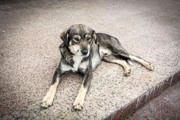 Bellissimo Cane Sdraiato Sul Marciapiede Attesa Del Suo Padrone — Foto Stock