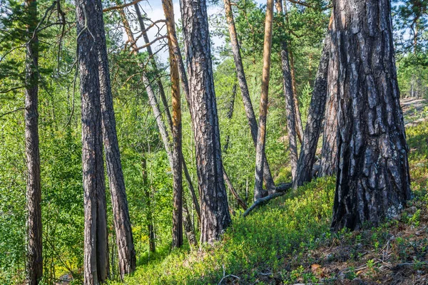 Hosszú fenyőfák nőnek domboldalon az erdőben. — Stock Fotó