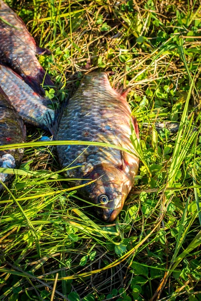 Caught fish carp lying on the grass.