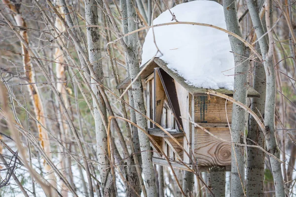 屋根に雪と冬の森のポプラ枝の間に鳥を供給するためのフィーダーを設置. — ストック写真