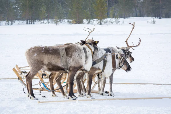 在西伯利亚的冬令营上，在雪橇旁准备逃离的贵族驯鹿. — 图库照片