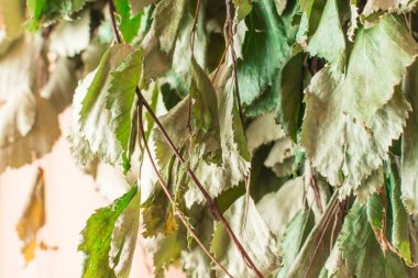 Bir banyoda bir huş süpürgesi yeşil yaprakları