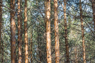 İlkbaharda kozalaklı çam ormanı.