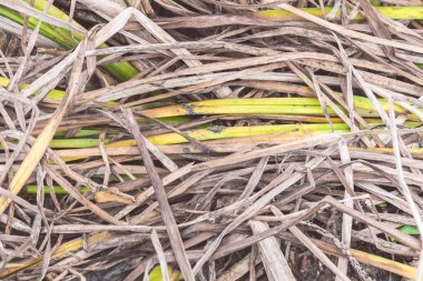 Kuru ot güneşte kurudu.