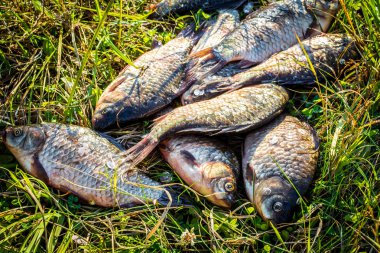 Yakaladı balık sazan çim üzerinde yatıyor.