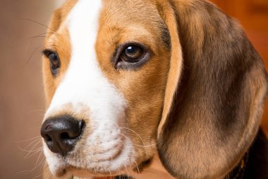 Büyük kulaklı güzel kırmızı köpek portresi