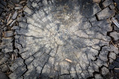 ahşap kütüklerin yakın çekim