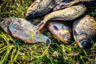 Yakaladı balık sazan çim üzerinde yatıyor.