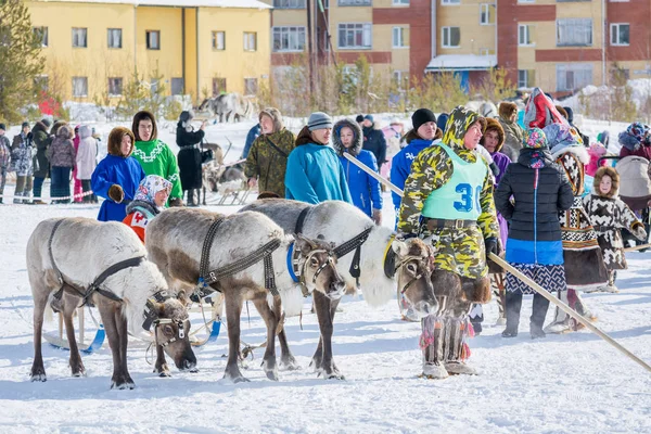 Russkinskaya, Russie - 24 mars 2018 : Khanty man en vêtements nationaux nordiques avec des rennes se prépare pour la course. Concours de chevreuils. Vacances de l'éleveur de rennes . — Photo