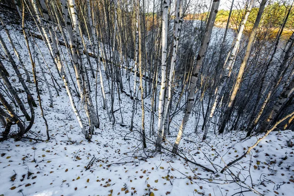 Rio Floresta Costa Neve Taiga Siberiana — Fotografia de Stock