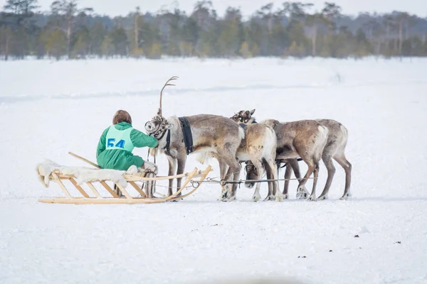 Russkinskaya, Russie - 24 mars 2018 : Homme sibérien en vêtements d'hiver avec un numéro sur chemise, assis sur des traîneaux en bois à côté du renne et attend sa participation à la compétition de conduite de cerfs — Photo