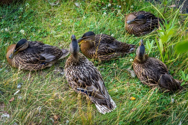 Schöne Enten Ruhen Sich Auf Dem Gras Aus — Stockfoto