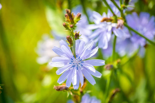 Piękne Kwiaty Natury Parku Słoneczny Dzień — Zdjęcie stockowe