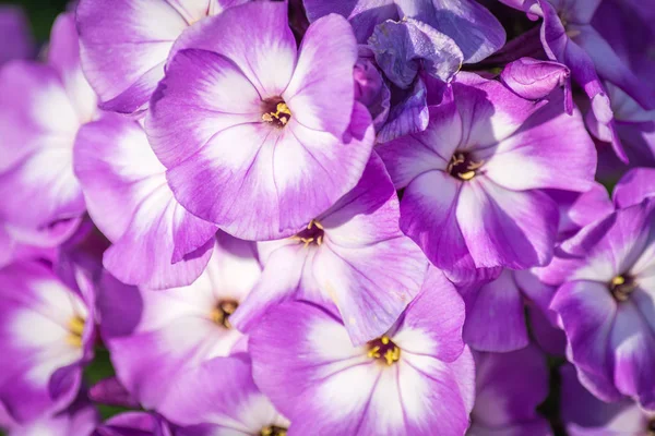 Luźne fioletowe kwiaty pod promieniami słonecznymi. — Zdjęcie stockowe