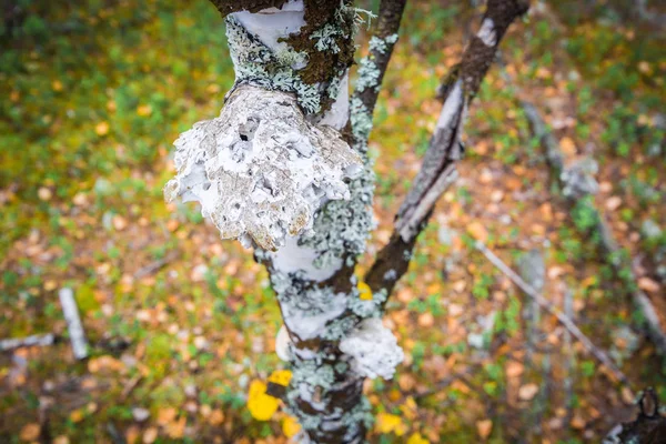 Chaga pasożytnicze grzyb rośnie na pniu brzozy w lesie. — Zdjęcie stockowe