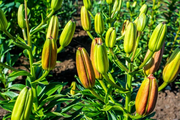Красиві Квіти Природи Парку Сонячний День — стокове фото