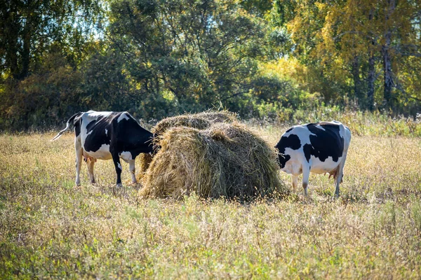 Bela Vaca Comendo Feno — Fotografia de Stock