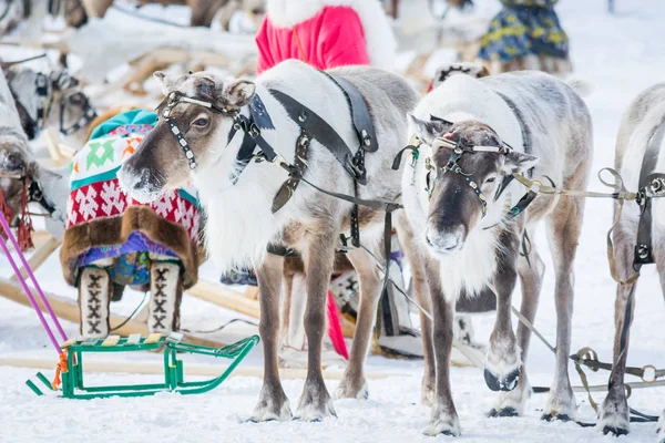 Russkinskaya, Rússia - 24 de março de 2018: renas siberianas com arnês de couro para competições de condução na neve perto de pessoas. Férias do pastor de renas . — Fotografia de Stock