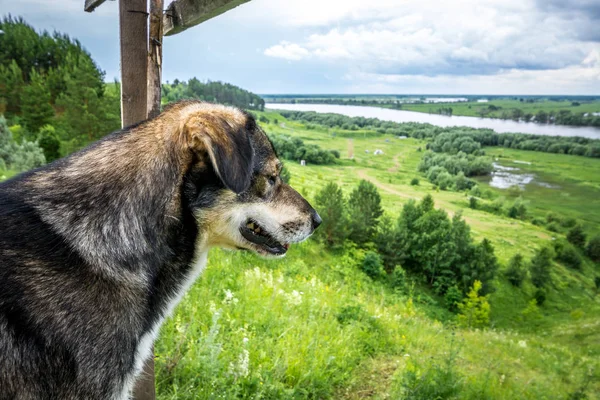 Bellissimo Cane Trova Una Scala Legno Guarda Lontananza — Foto Stock