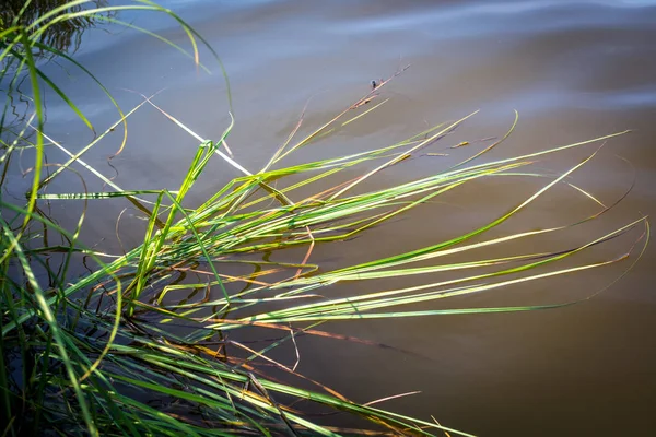 Belle Herbe Verte Sur Lac Par Une Journée Ensoleillée — Photo