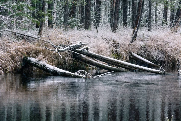 Der Waldwinterfluss Liegt Und Trifft Die Ufer Der Sibirischen Taiga — Stockfoto