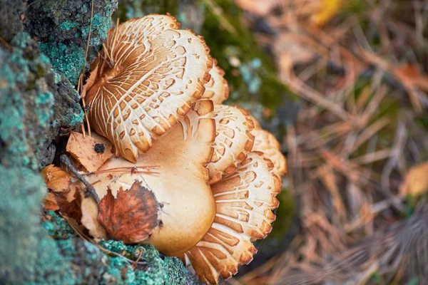 Beautiful yellow mushrooms grow on pine tree with green moss in forest.