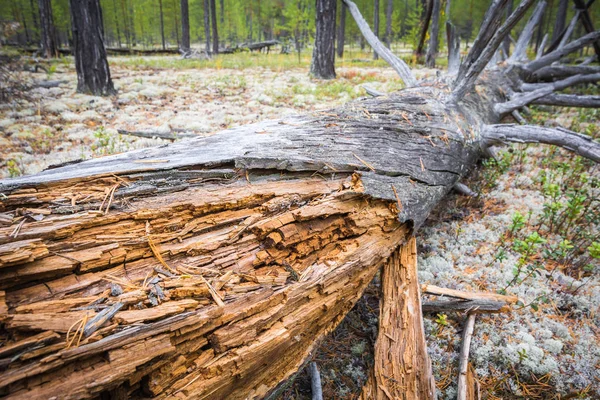 Rotten pine tree fallen from old age to ground in forest. — Stock Photo, Image