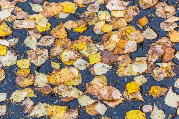 Žluté podzimní listy, které spadly ze stromů, leží na mokrém asfaltu. — Stock fotografie