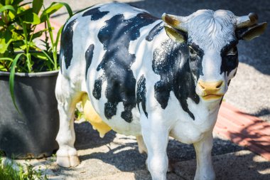 Sokakta saksı yakınında dekoratif benekli