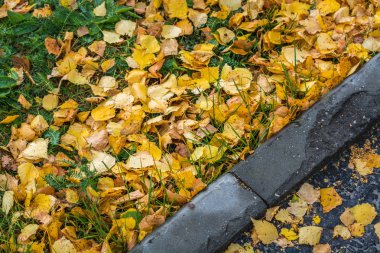 Ağaçtan düşen kuru sonbahar yaprakları kaldırımda yeşil çimenlerin üzerinde yatıyor..