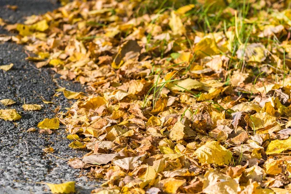 Сухе жовте листя лежить уздовж дороги в осінній день . — стокове фото